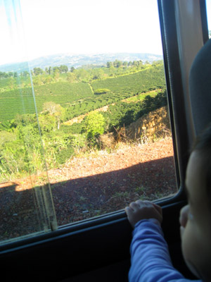 Looking out over some coffee fields on the way to a volcano